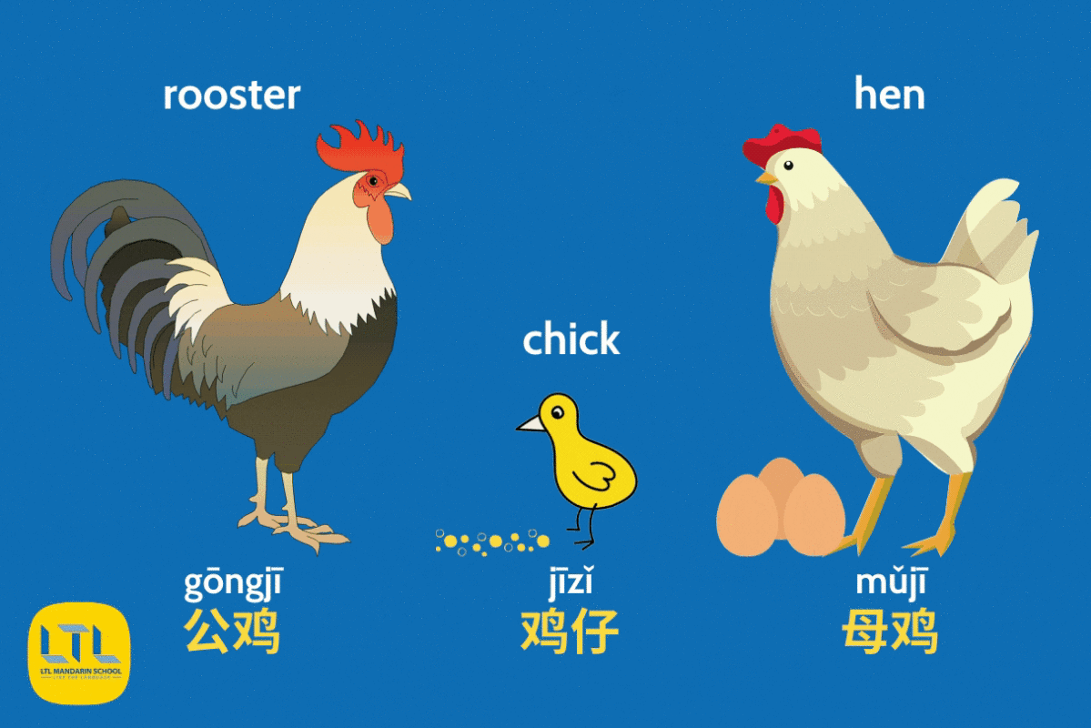 Chicken in Chinese - The 3 Types