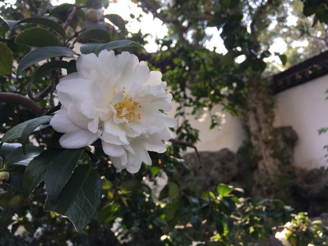 Yu Garden - Flowers on one of the garden's trees